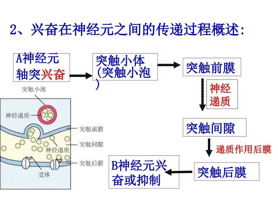 兴奋在细胞间的传递(图文并茂)_第5页