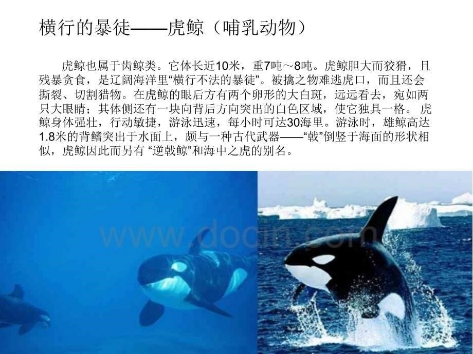 海洋生物介绍_第5页