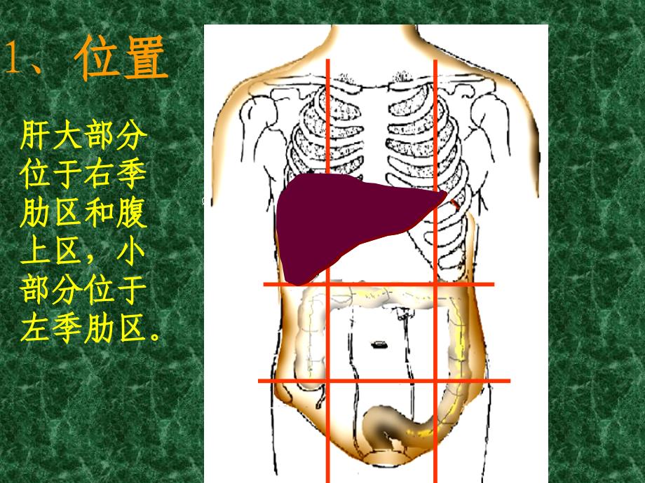 肝脏的解剖分叶课件_第3页