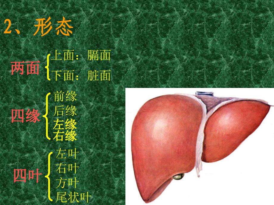 肝脏的解剖分叶课件_第4页