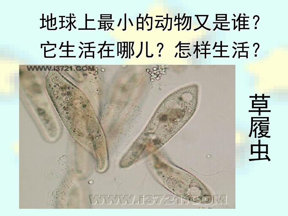 41单细胞生物_第1页