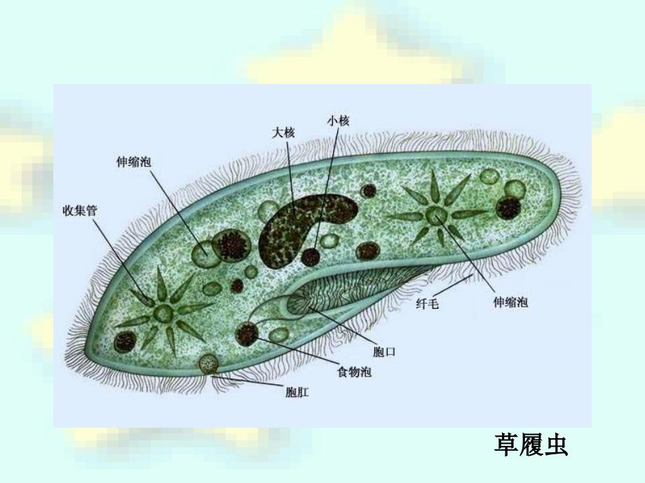 41单细胞生物_第3页