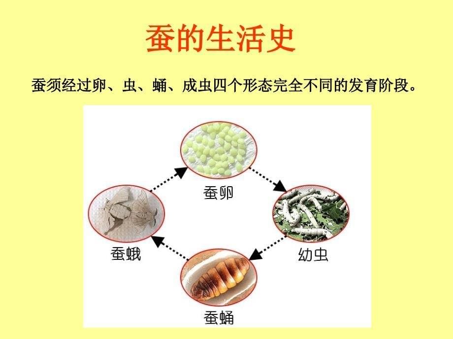 第5课蚕的生命周期课件_第5页