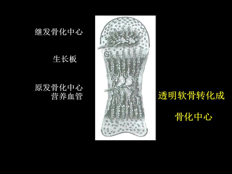 医院儿科培训PPT骨龄评估与成年身高预测_第4页