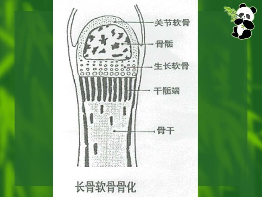 医院儿科培训PPT骨龄评估与成年身高预测_第5页