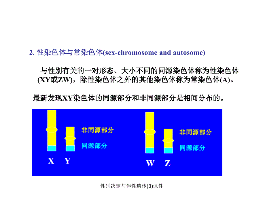 性别决定与伴性遗传(3)课件_第4页