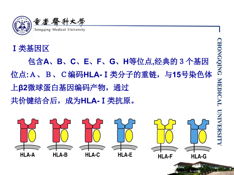 主要组织相容性复合体ppt2_第4页