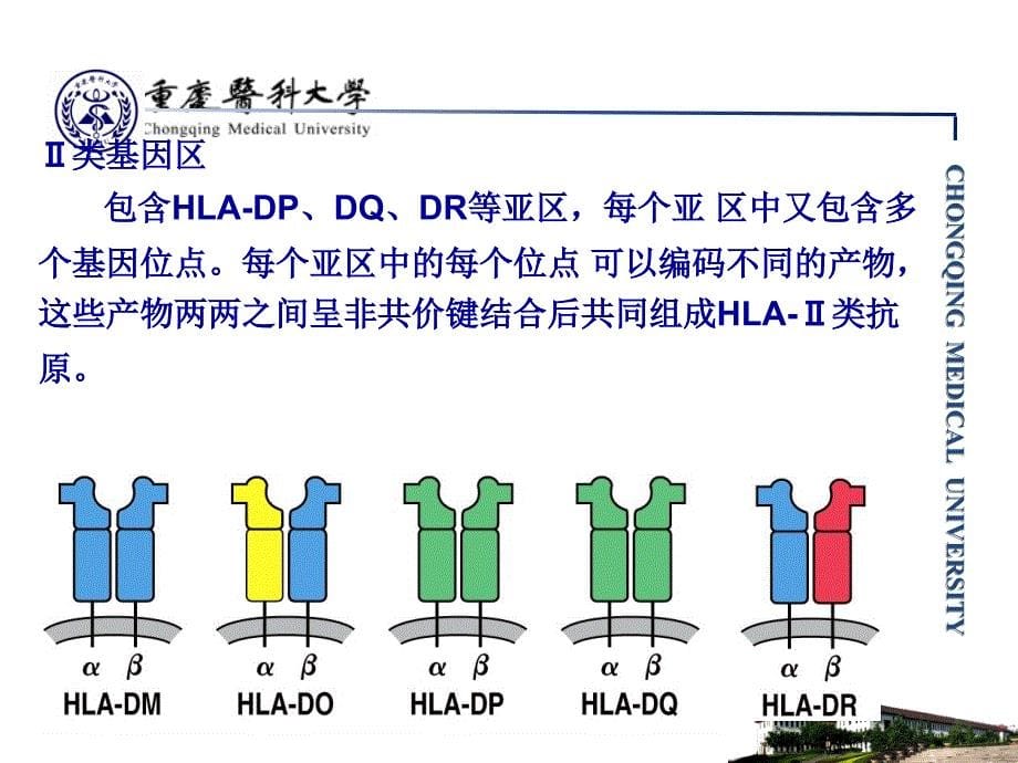 主要组织相容性复合体ppt2_第5页