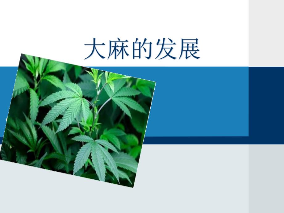 大麻的发展现状_第1页