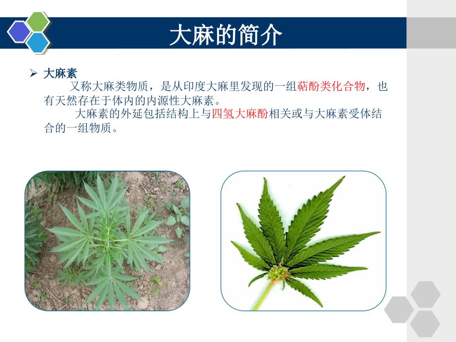 大麻的发展现状_第3页