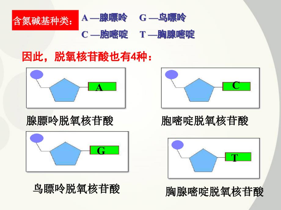 DNA分子的结构课件(示范课)_第4页