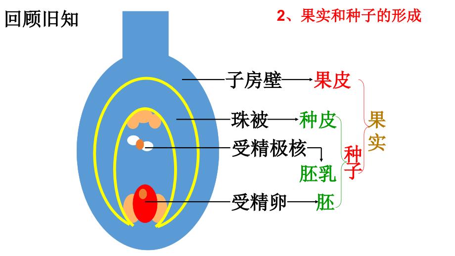 冀教版生物八下6.1.1被子植物的生殖_第2页