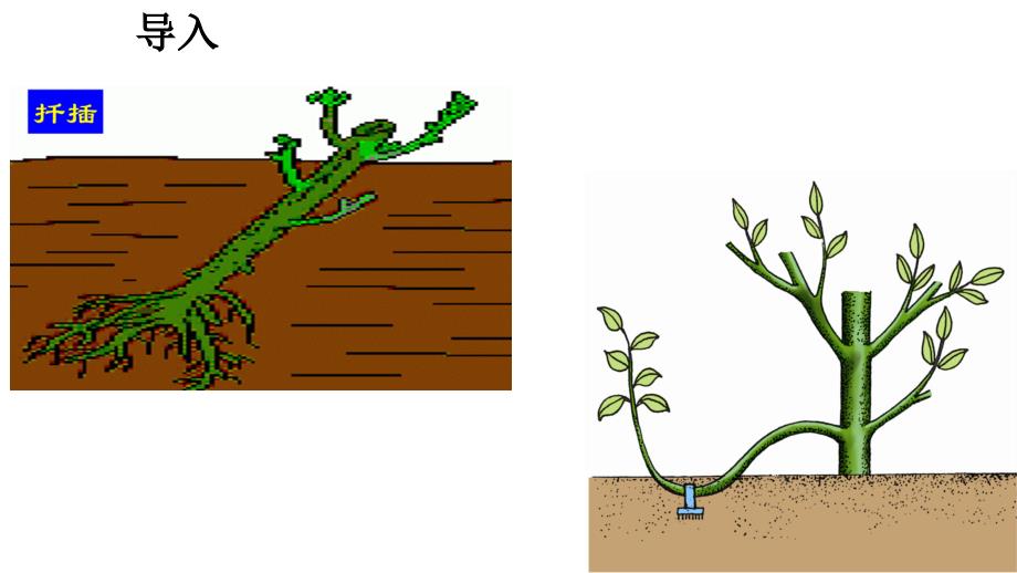 冀教版生物八下6.1.1被子植物的生殖_第3页