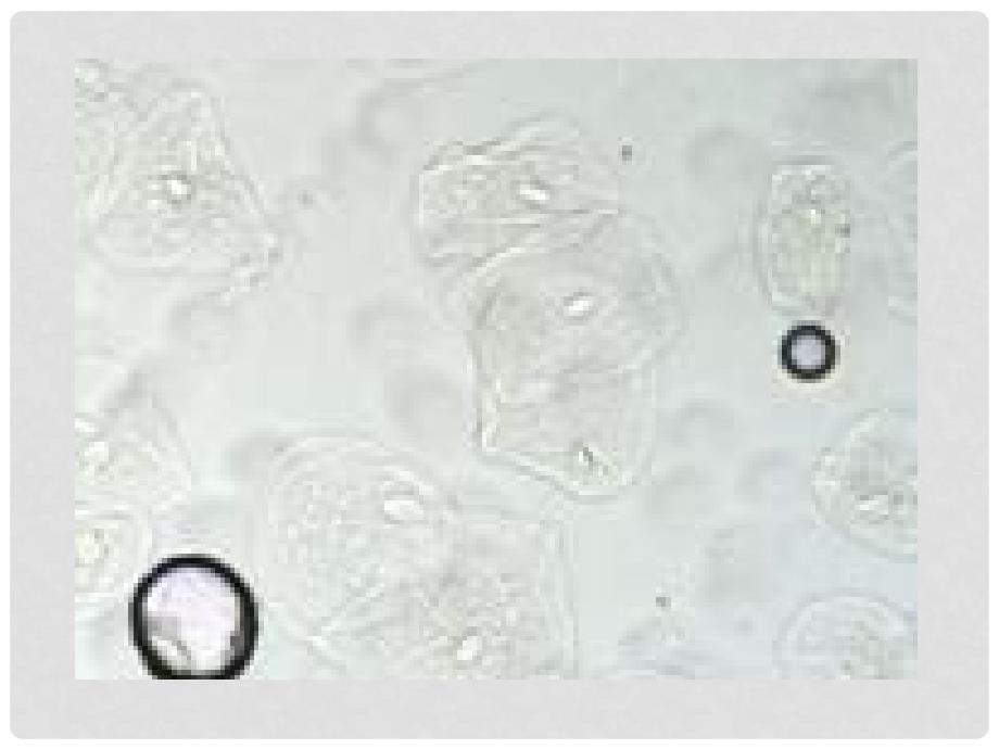 湖南省醴陵二中高中生物《3.1 细胞膜系统的边界》课件 新人教版必修1_第2页