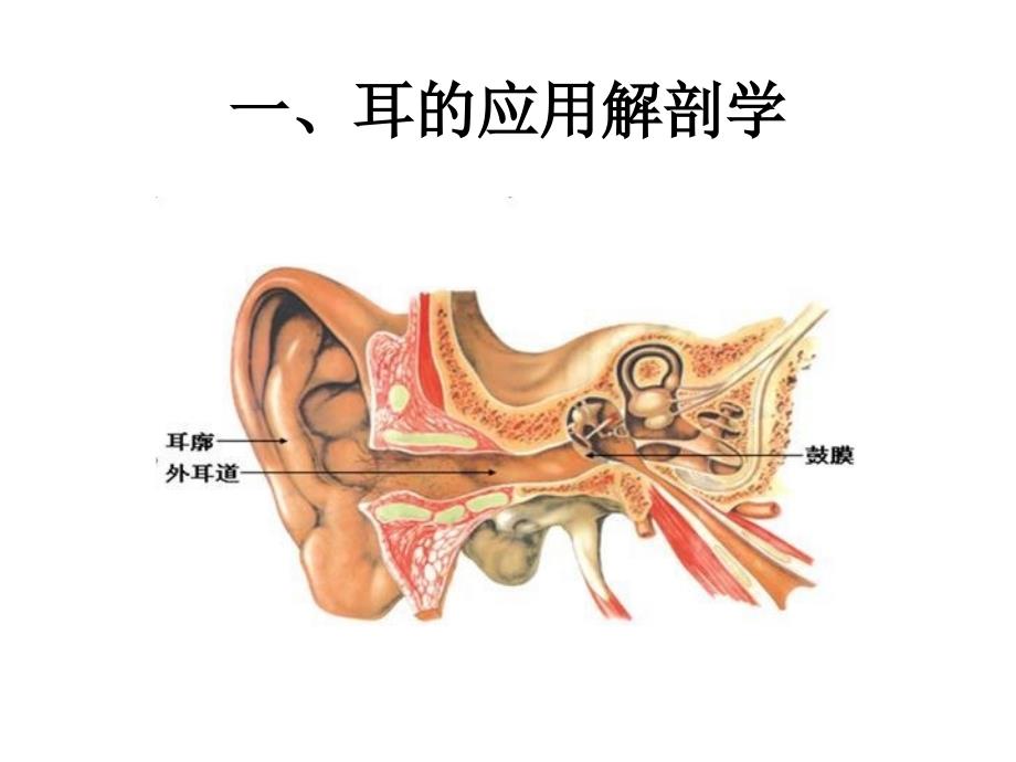 耳的应用解剖CHN_第1页