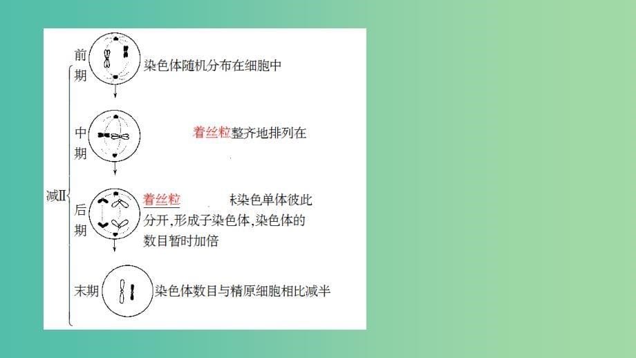 高中生物第1单元遗传与变异的细胞学基础第1章染色体在有性生殖中的变化第1节减数分裂与配子形成课件中图版.ppt_第5页