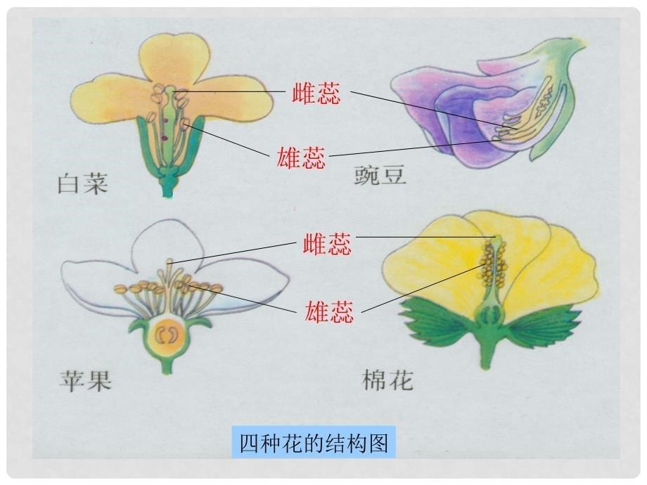 八年级生物上册 绿色开花植物的传粉及受精课件 济南版_第5页