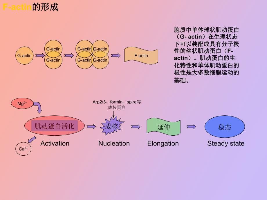 肿瘤细胞迁移中的信号通路_第3页