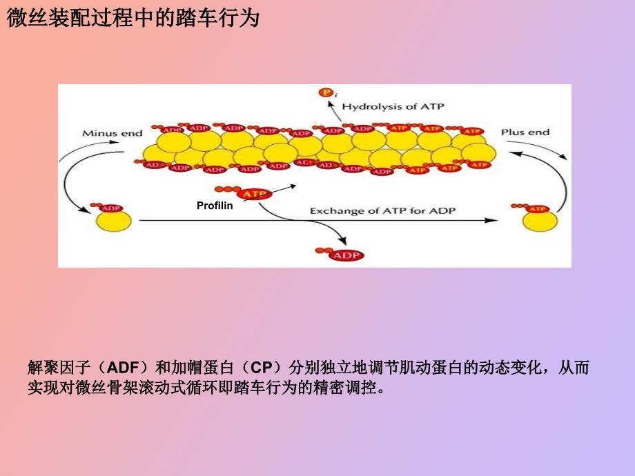 肿瘤细胞迁移中的信号通路_第4页