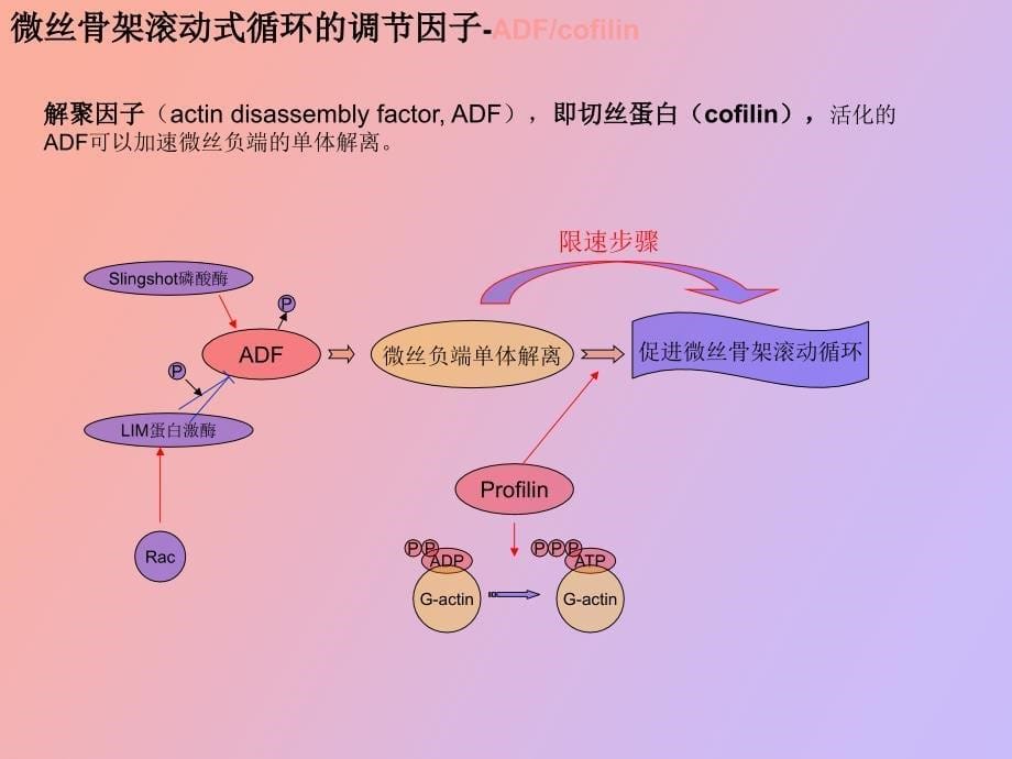 肿瘤细胞迁移中的信号通路_第5页