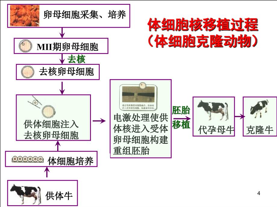 动物细胞工程单克隆抗体制备_第4页