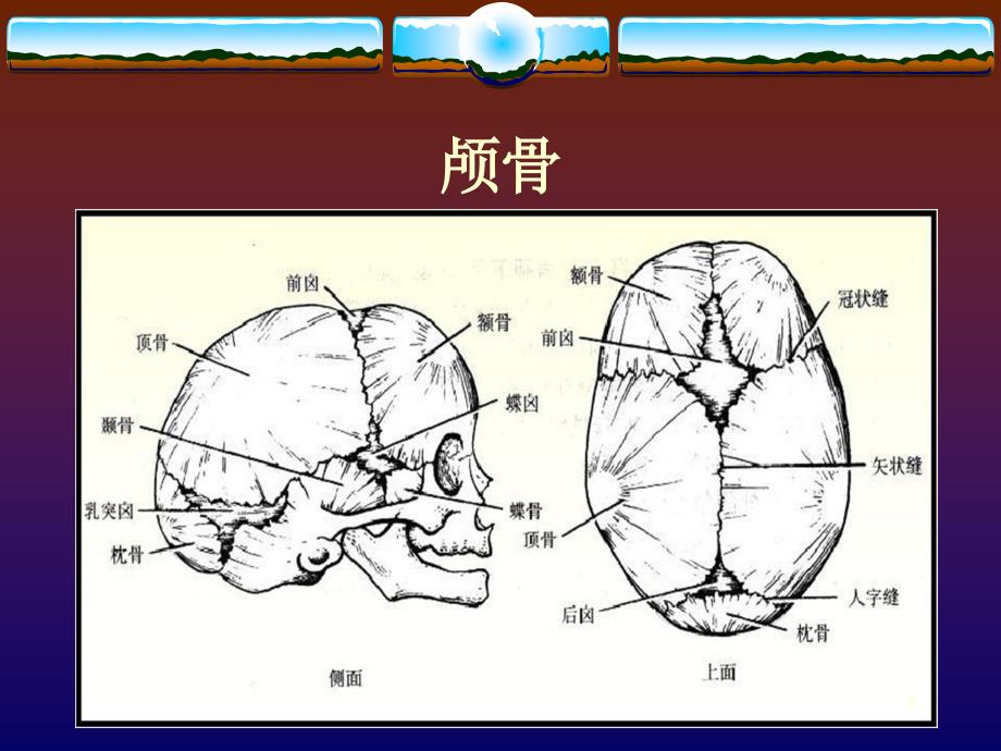 新生儿颅脑超声诊断ppt课件_第4页