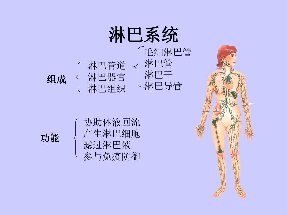 淋巴系统分析课件_第1页