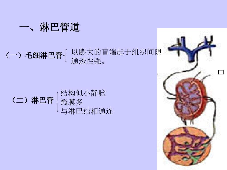 淋巴系统分析课件_第2页