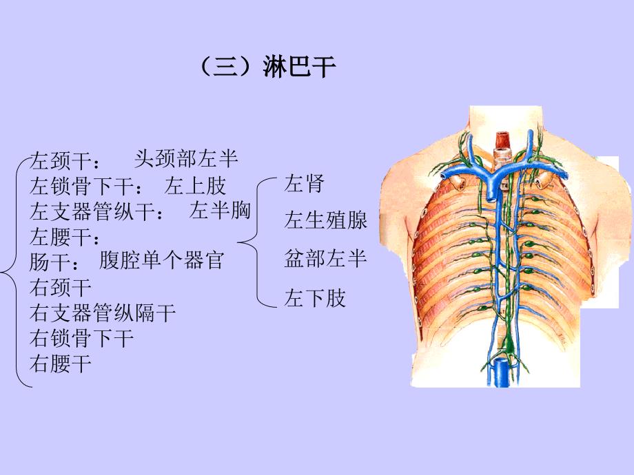 淋巴系统分析课件_第3页