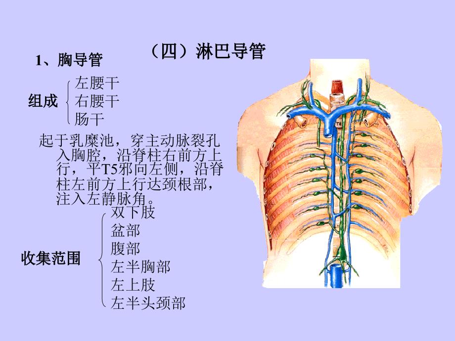 淋巴系统分析课件_第4页