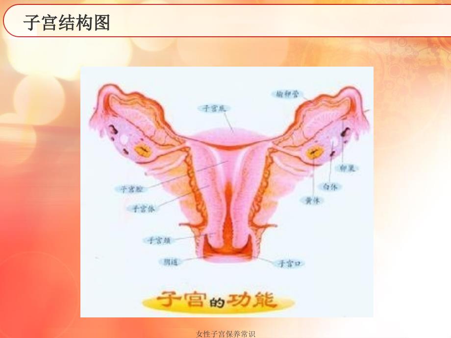 女性子宫保养常识课件_第2页