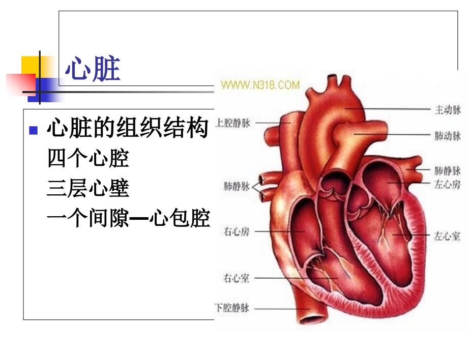 循环系统第一节概述PPT课件_第3页