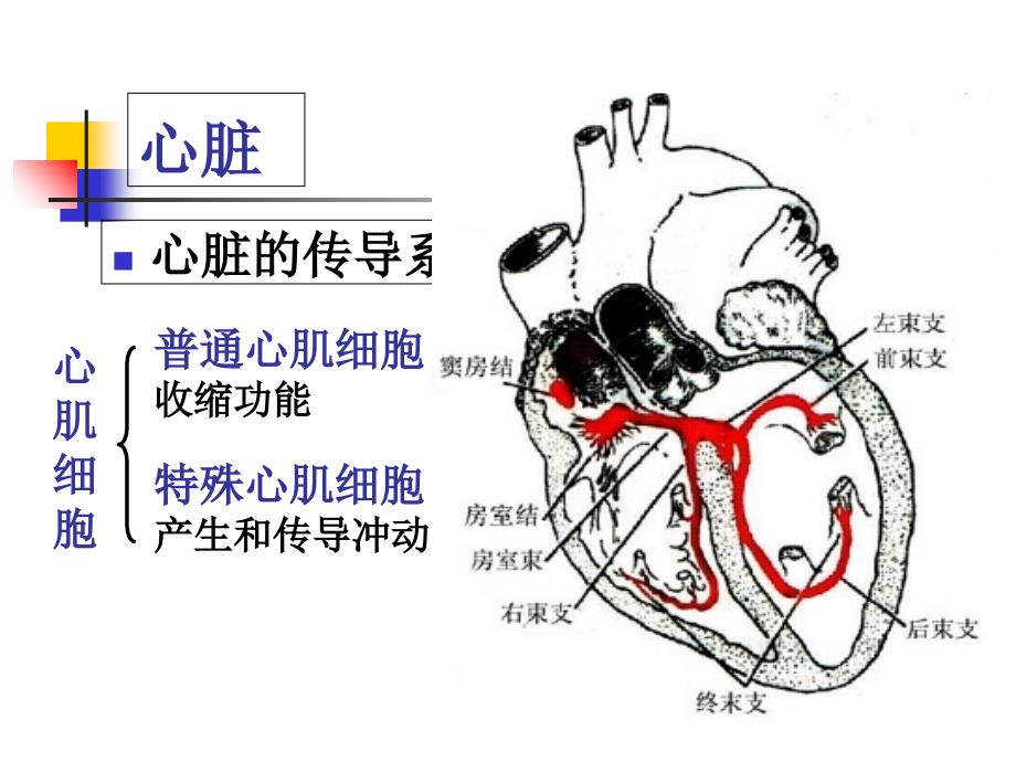 循环系统第一节概述PPT课件_第4页