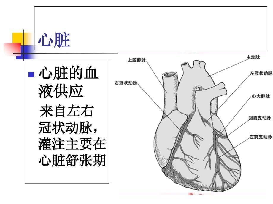 循环系统第一节概述PPT课件_第5页