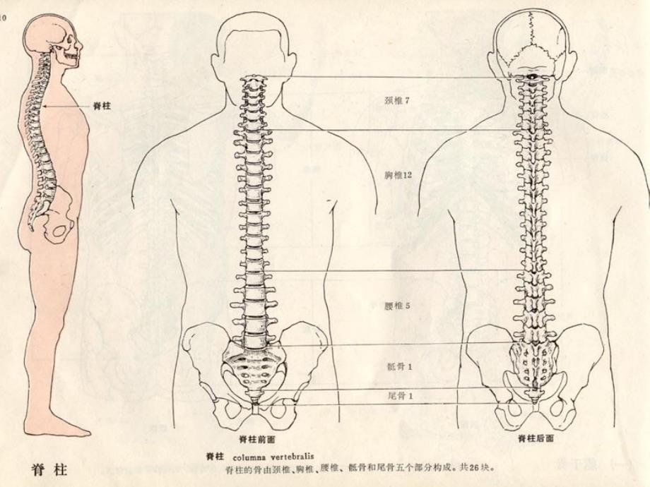 颈 腰 痛 推 拿_第2页