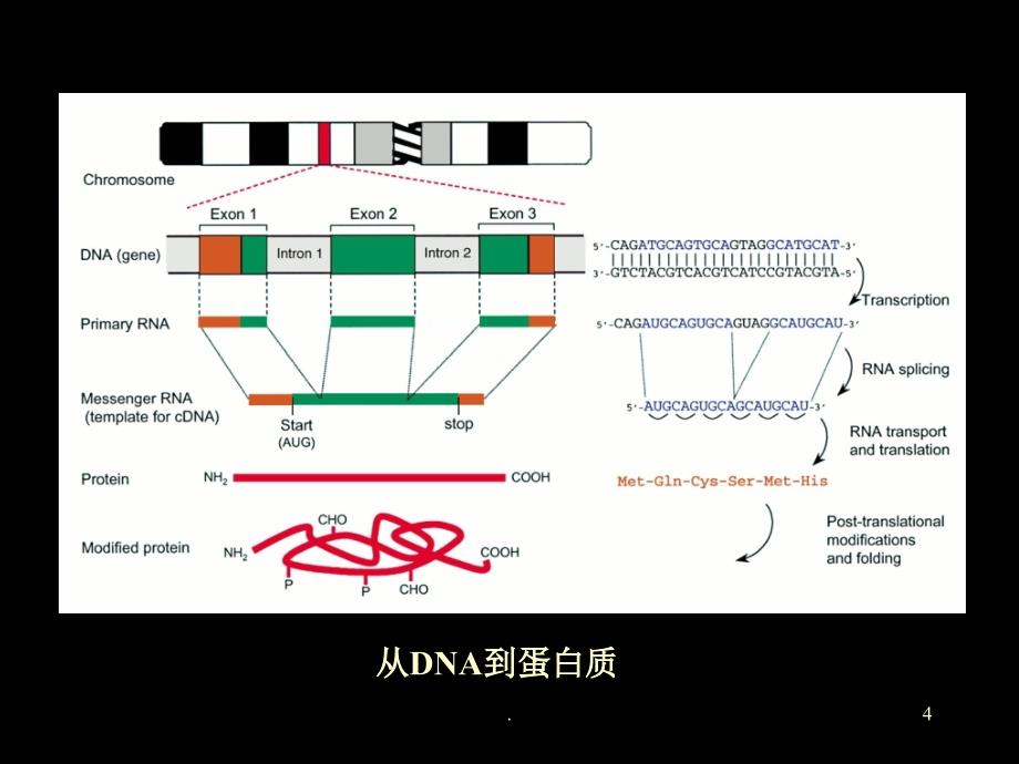 乳房疾病PPT演示课件_第4页