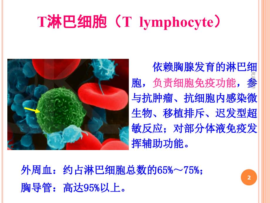 T淋巴细胞T lymphocyte#高级教育_第2页