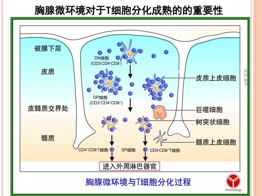 T淋巴细胞T lymphocyte#高级教育_第5页