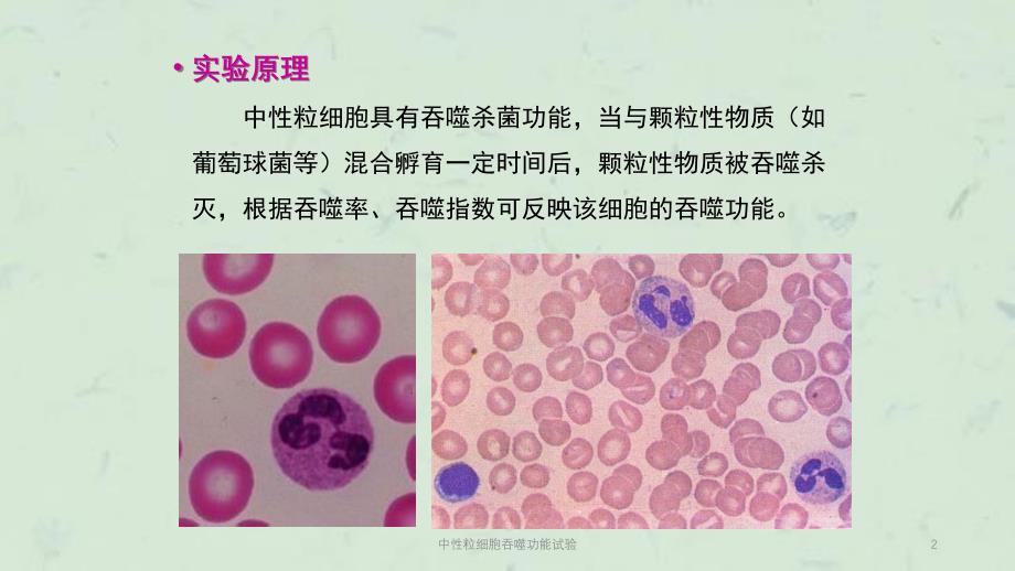 中性粒细胞吞噬功能试验课件_第2页