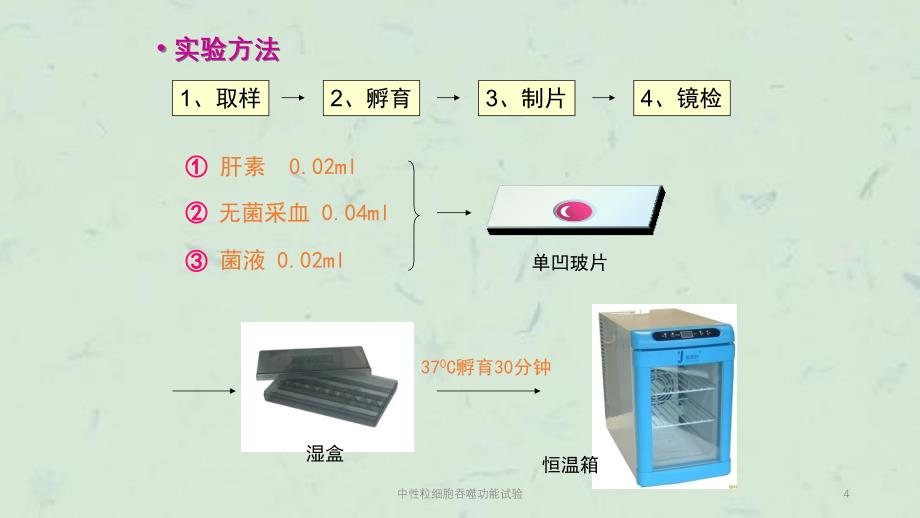 中性粒细胞吞噬功能试验课件_第4页