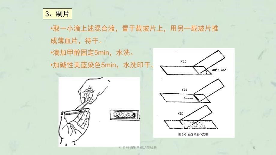 中性粒细胞吞噬功能试验课件_第5页