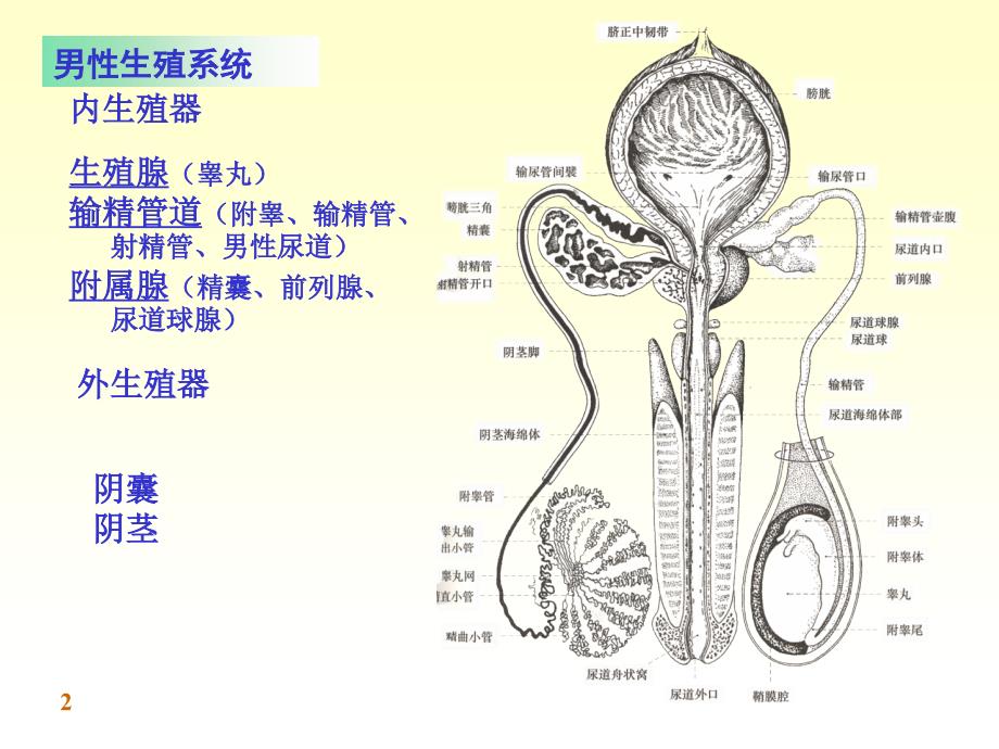 《系统解剖学》教学课件：chapter08男性生殖系统_第2页