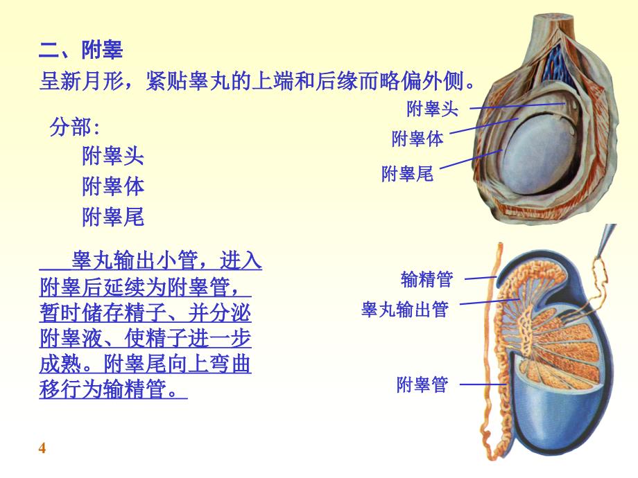 《系统解剖学》教学课件：chapter08男性生殖系统_第4页