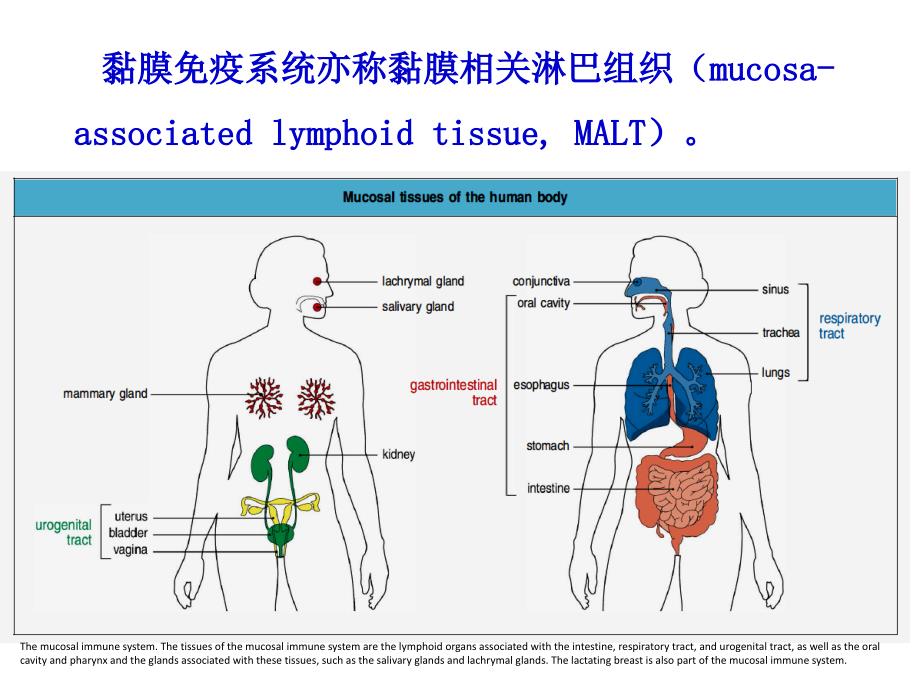 黏膜免疫研究生_第3页