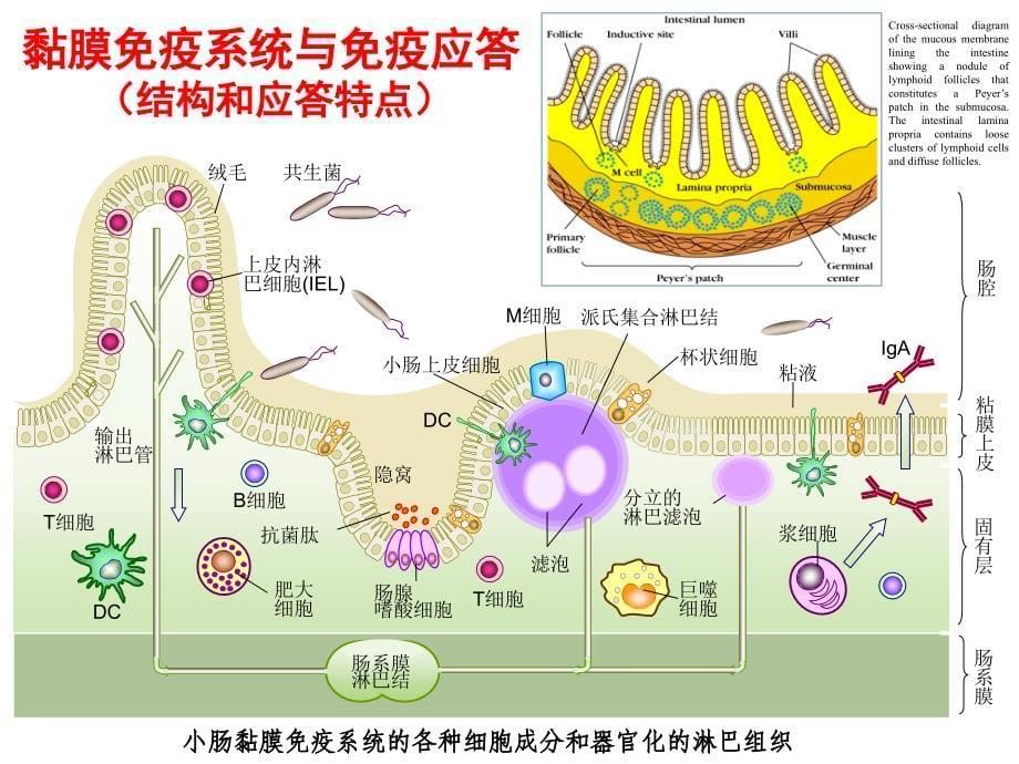 黏膜免疫研究生_第5页