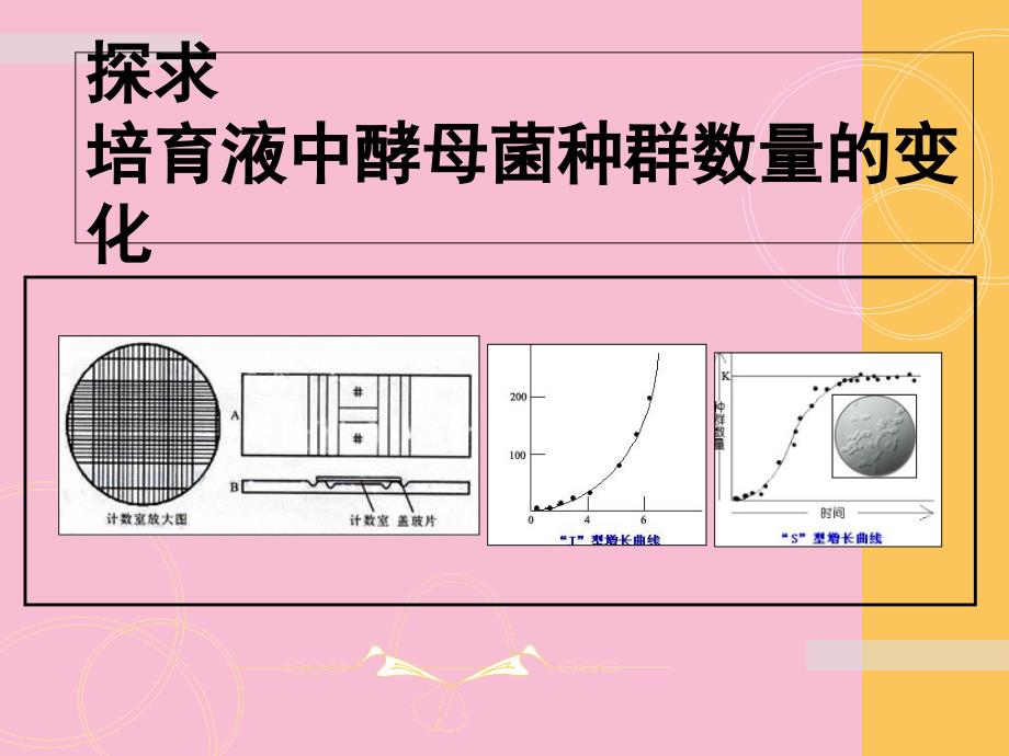 酵母菌的培养上课ppt课件_第1页