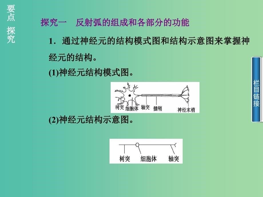 高中生物 2.1通过神经系统的调节课件 新人教版必修3.ppt_第5页