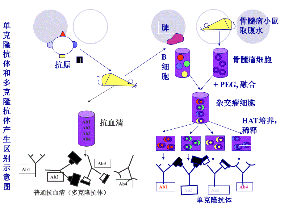 抗体制备技术_第2页