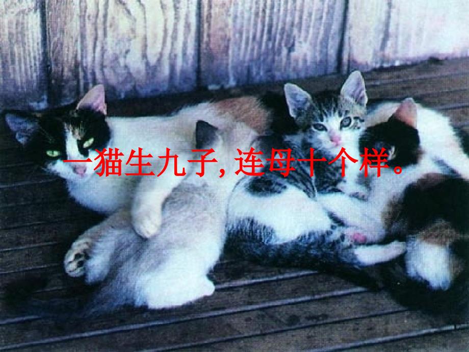 猫生九子连母十个样_第1页