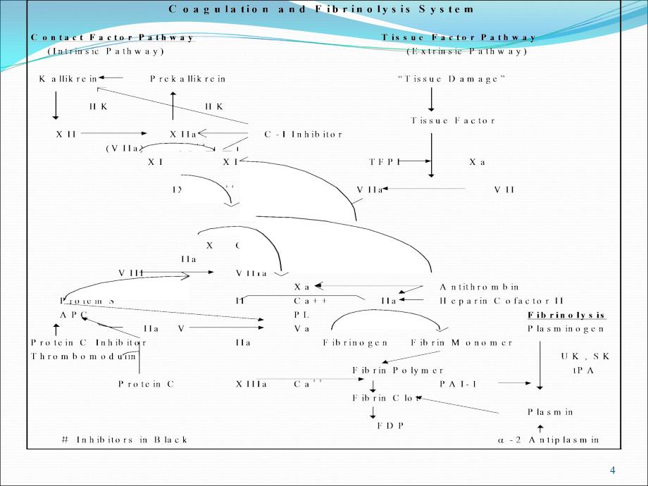 血栓性疾病内科ppt课件_第4页